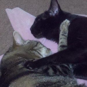 Meet your Posher, Shirley